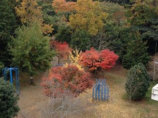 11月28日撮影